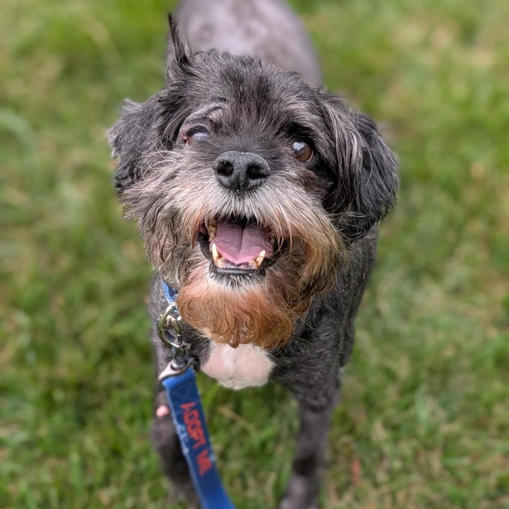 Greg, a Adoptable Mixed Breed in Washington Township, OH image 6/6