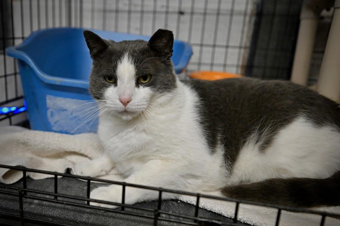 Enlarge Church, a Adoptable Domestic Short Hair in East Amherst, NY image 4/6