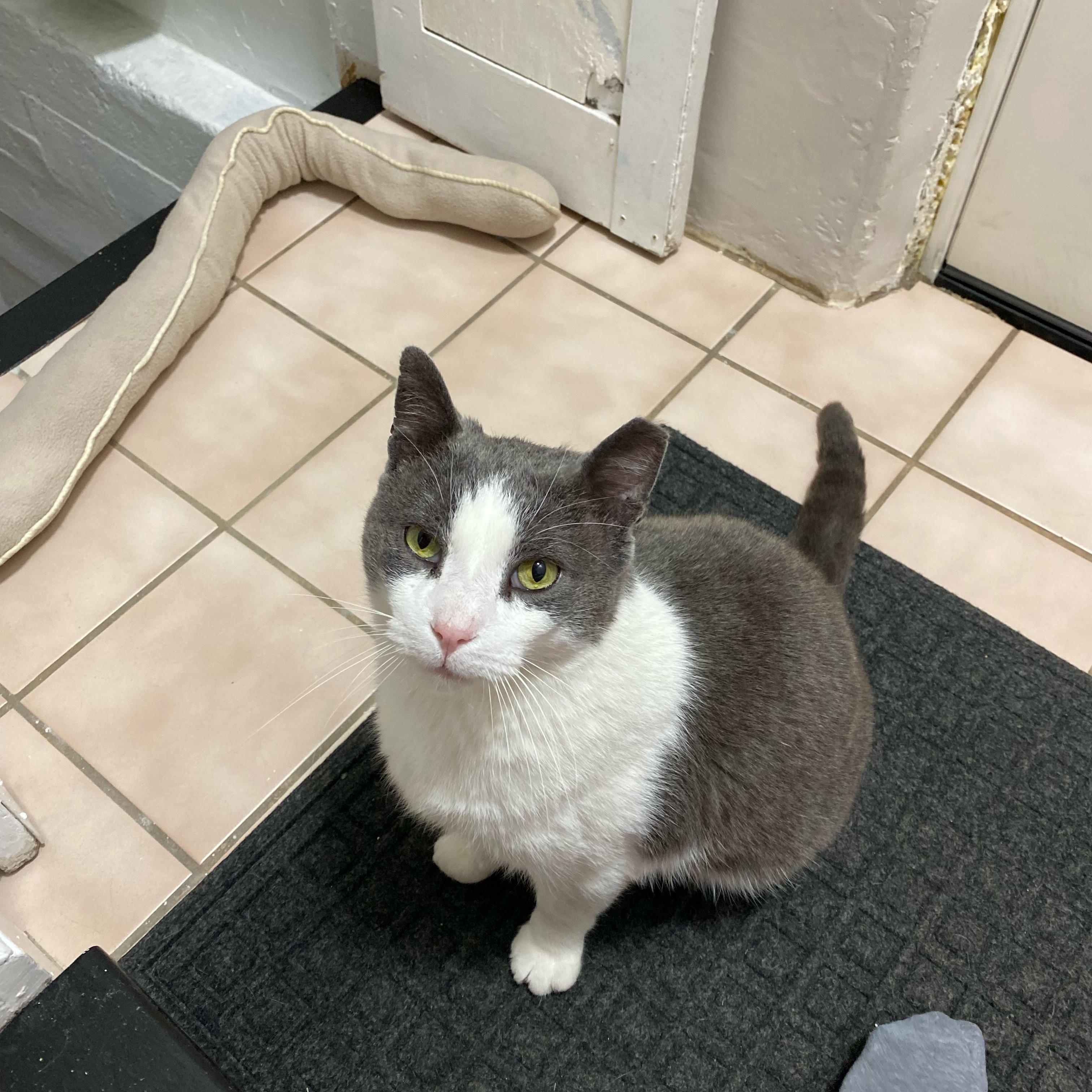 Enlarge Church, a Adoptable Domestic Short Hair in East Amherst, NY image 5/6