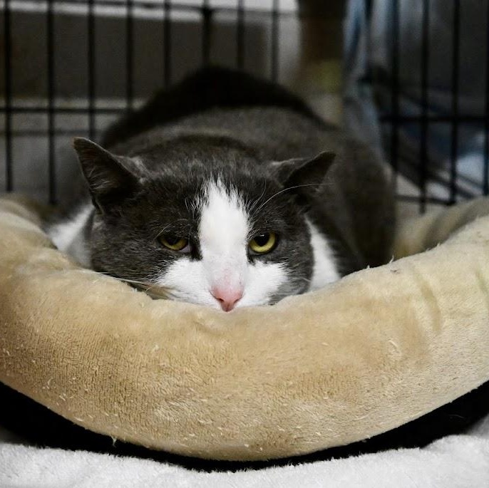 Enlarge Church, a Adoptable Domestic Short Hair in East Amherst, NY image 2/6