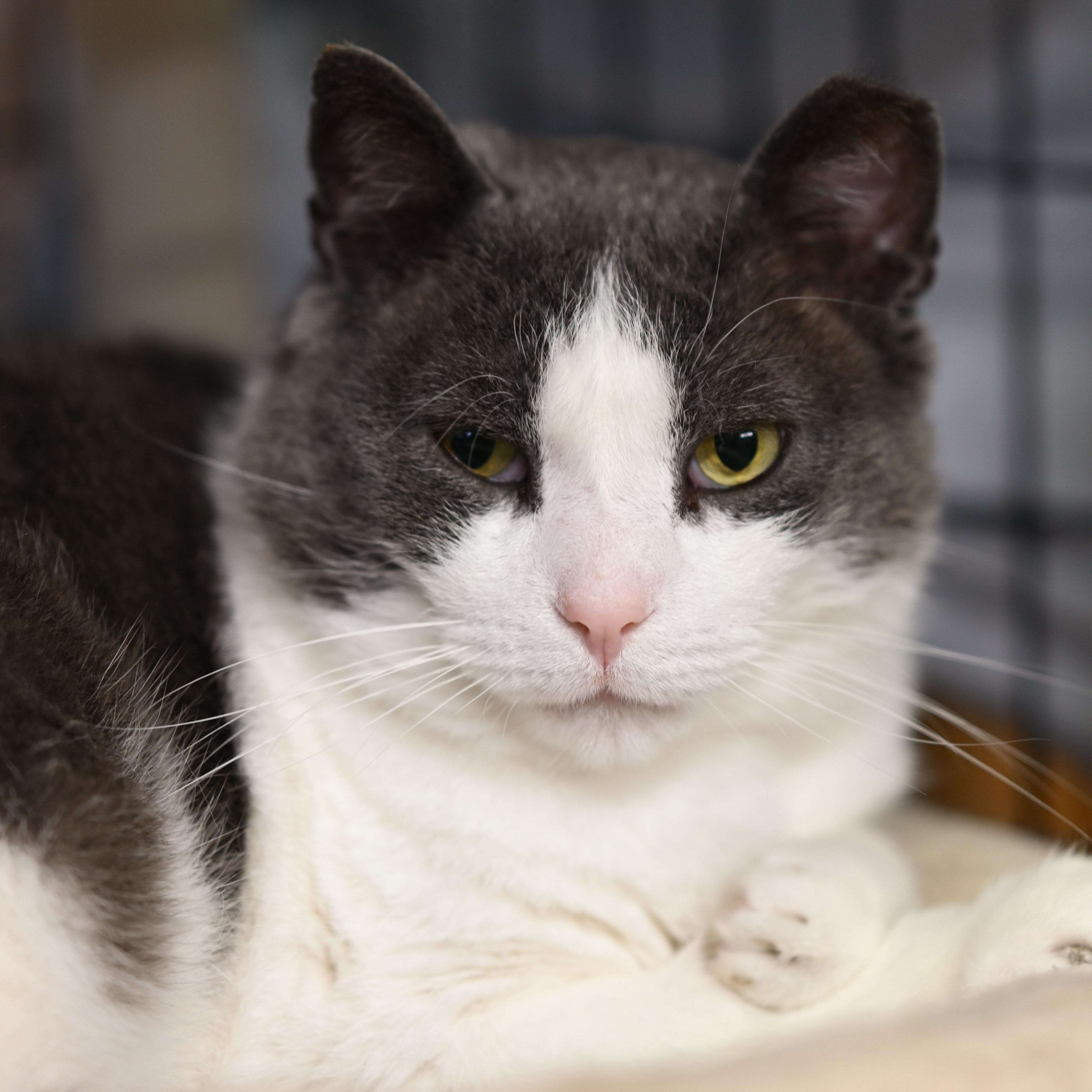 Enlarge Church, a Adoptable Domestic Short Hair in East Amherst, NY image 1/6