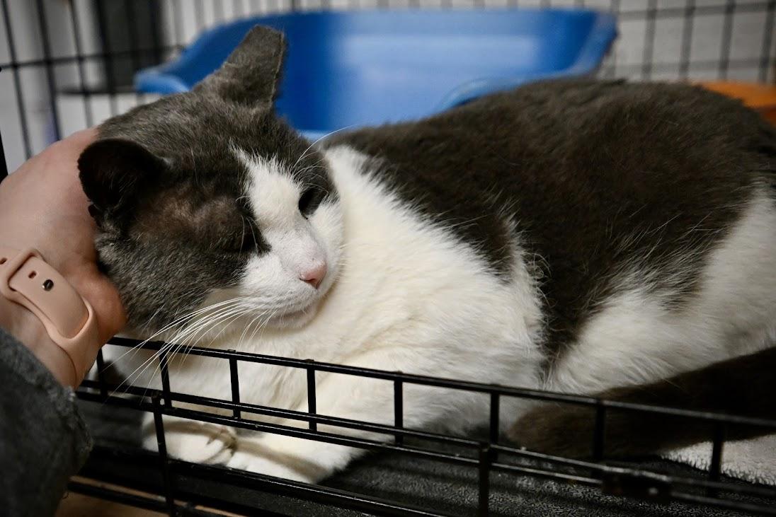 Enlarge Church, a Adoptable Domestic Short Hair in East Amherst, NY image 3/6