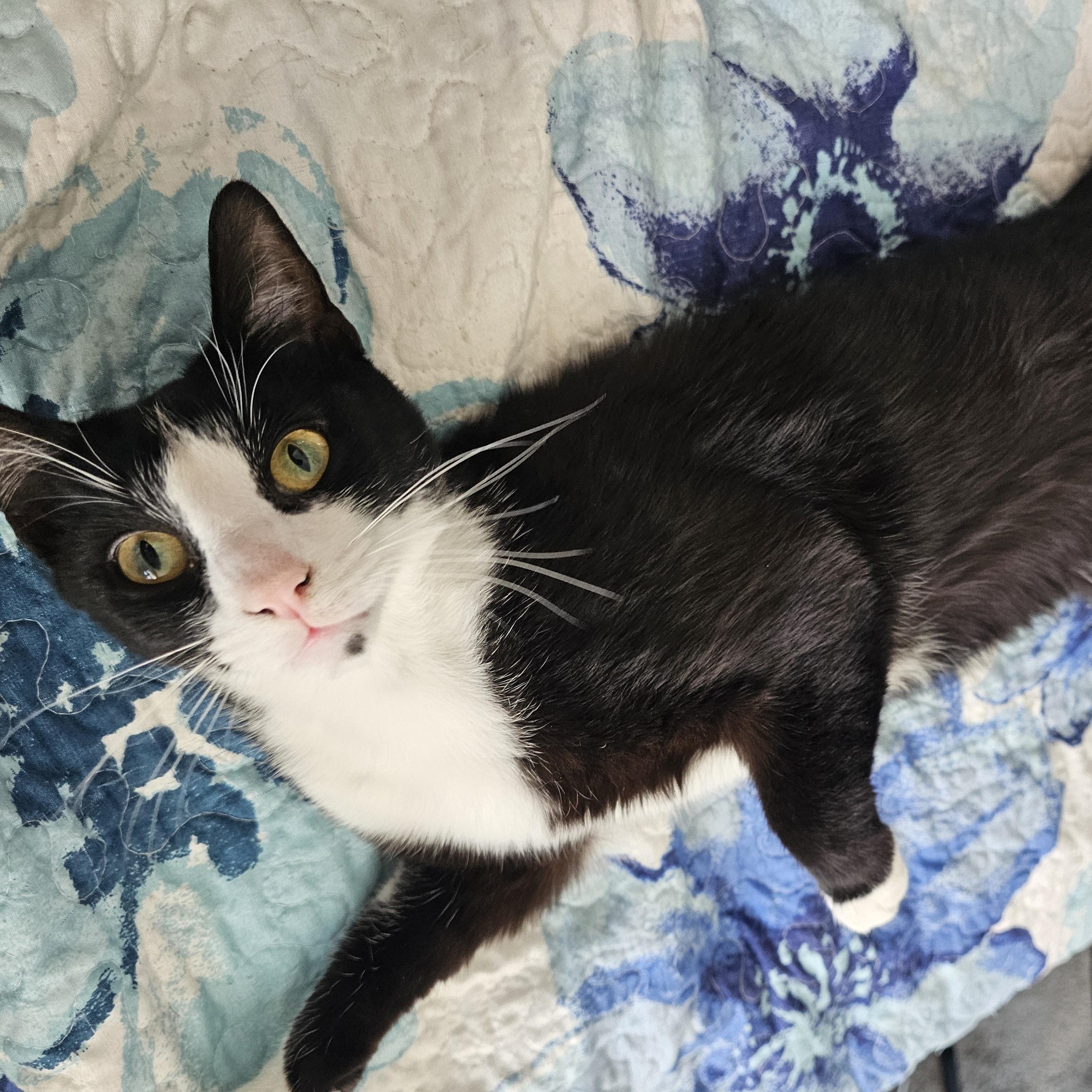 Enlarge Clyde, a ADOPTABLE Exotic Shorthair in Lumberton, NC image 1/5