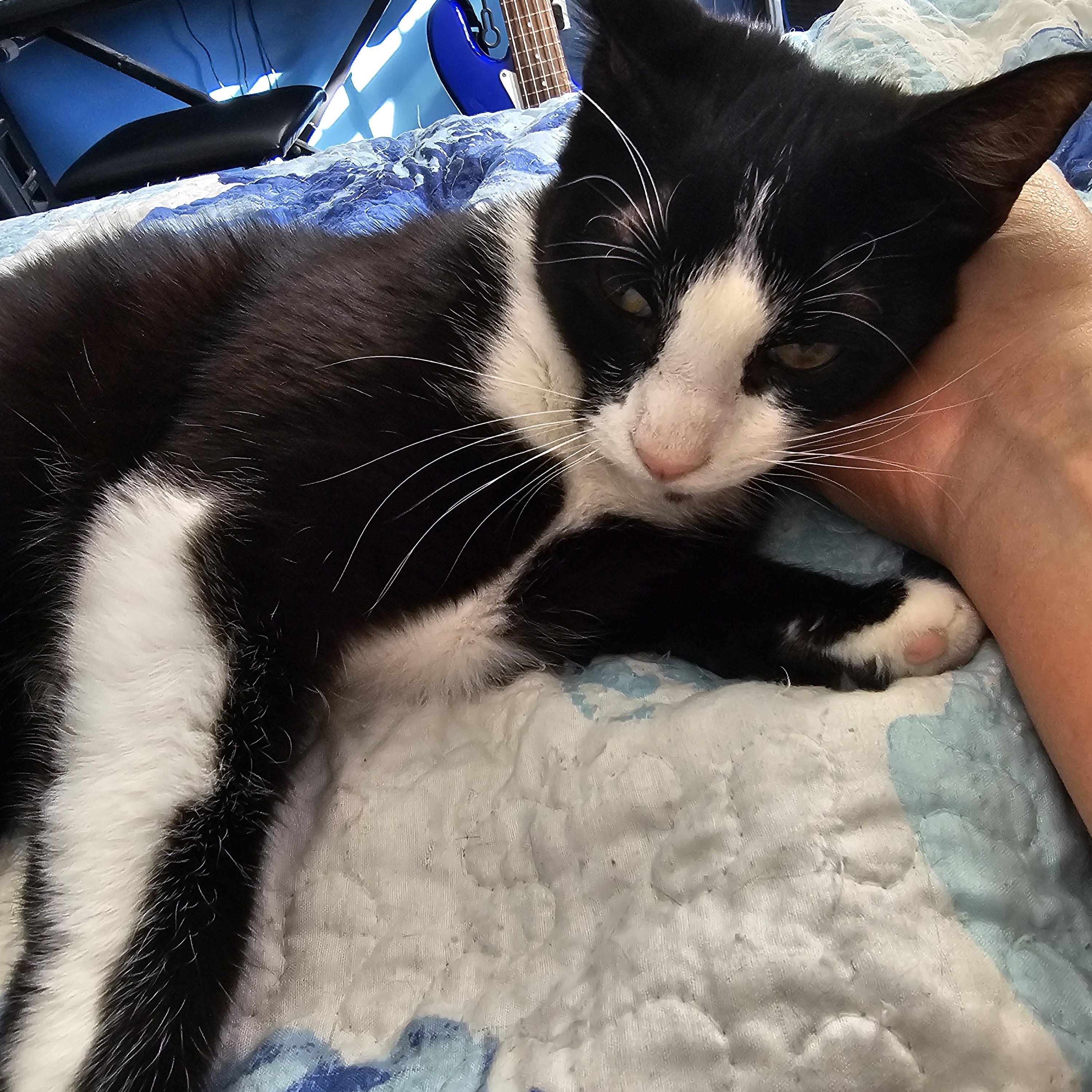 Enlarge Clyde, a ADOPTABLE Exotic Shorthair in Lumberton, NC image 2/5