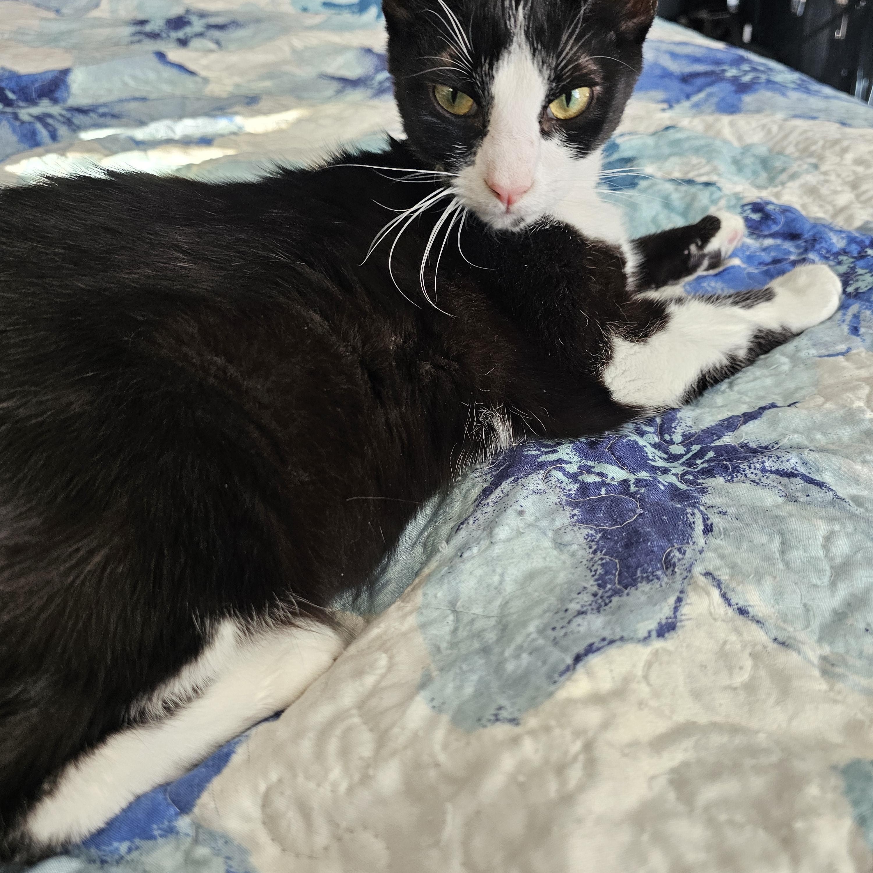 Enlarge Clyde, a ADOPTABLE Exotic Shorthair in Lumberton, NC image 5/5