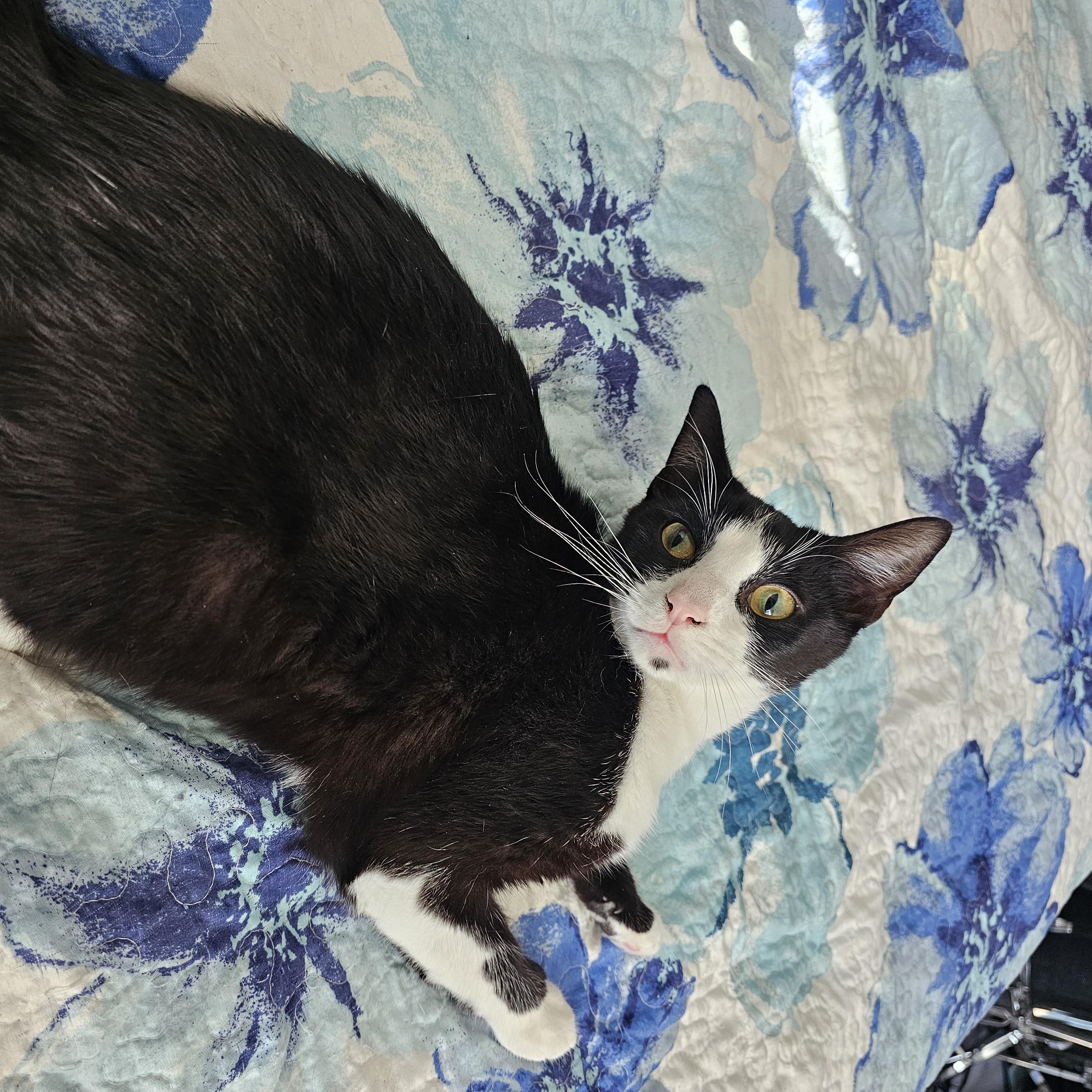 Enlarge Clyde, a ADOPTABLE Exotic Shorthair in Lumberton, NC image 4/5