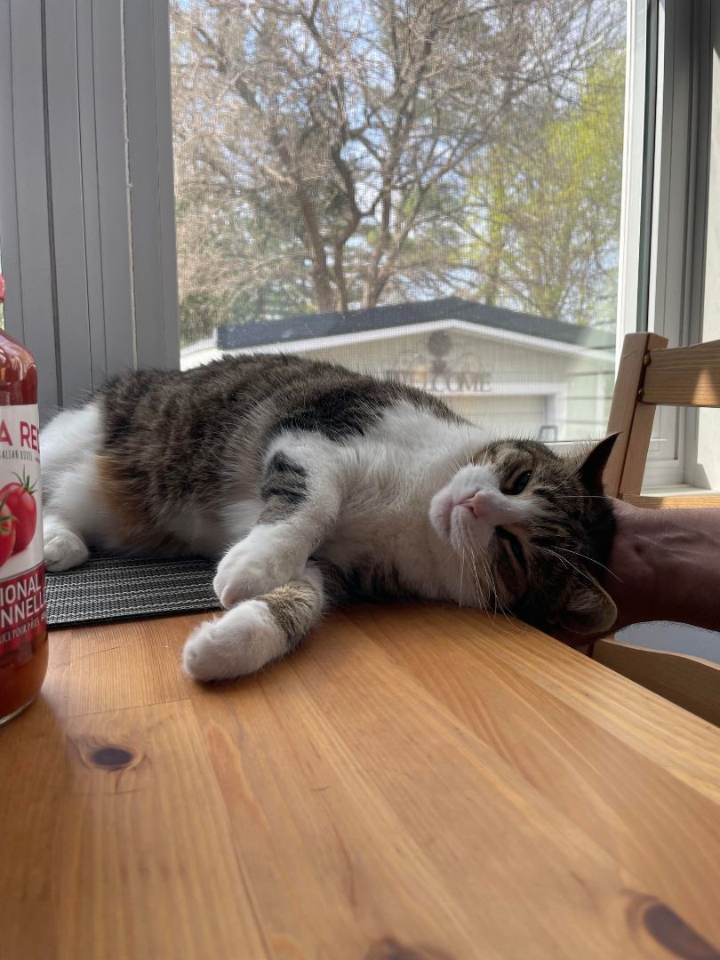 Enlarge Tinkerbell, a Adoptable Domestic Short Hair in Chatham, ON image 5/8