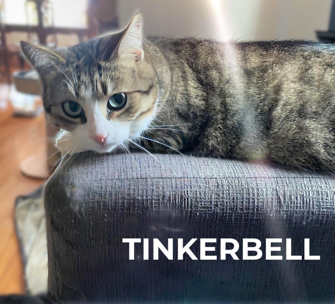 Enlarge Tinkerbell, a Adoptable Domestic Short Hair in Chatham, ON image 6/8