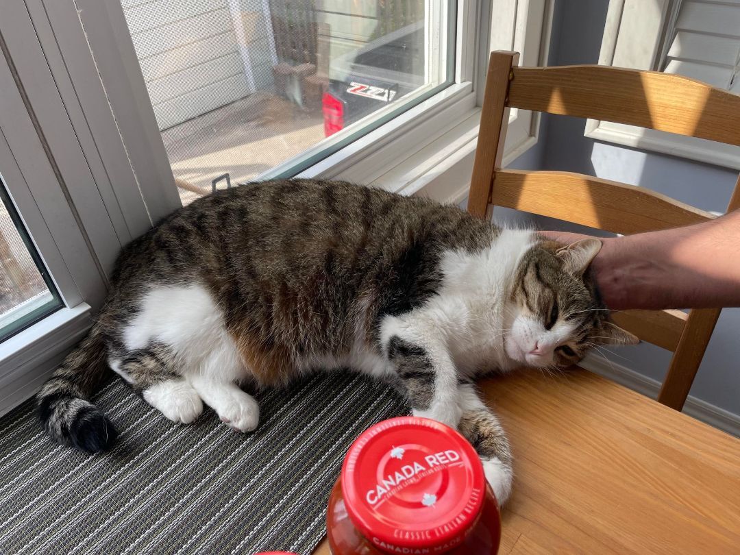 Tinkerbell, Adoptable, Adult Female Domestic Short Hair.