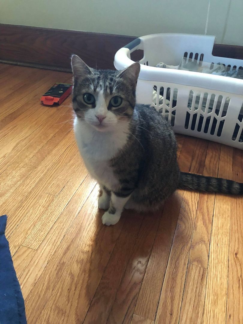 Enlarge Tinkerbell, a Adoptable Domestic Short Hair in Chatham, ON image 7/8