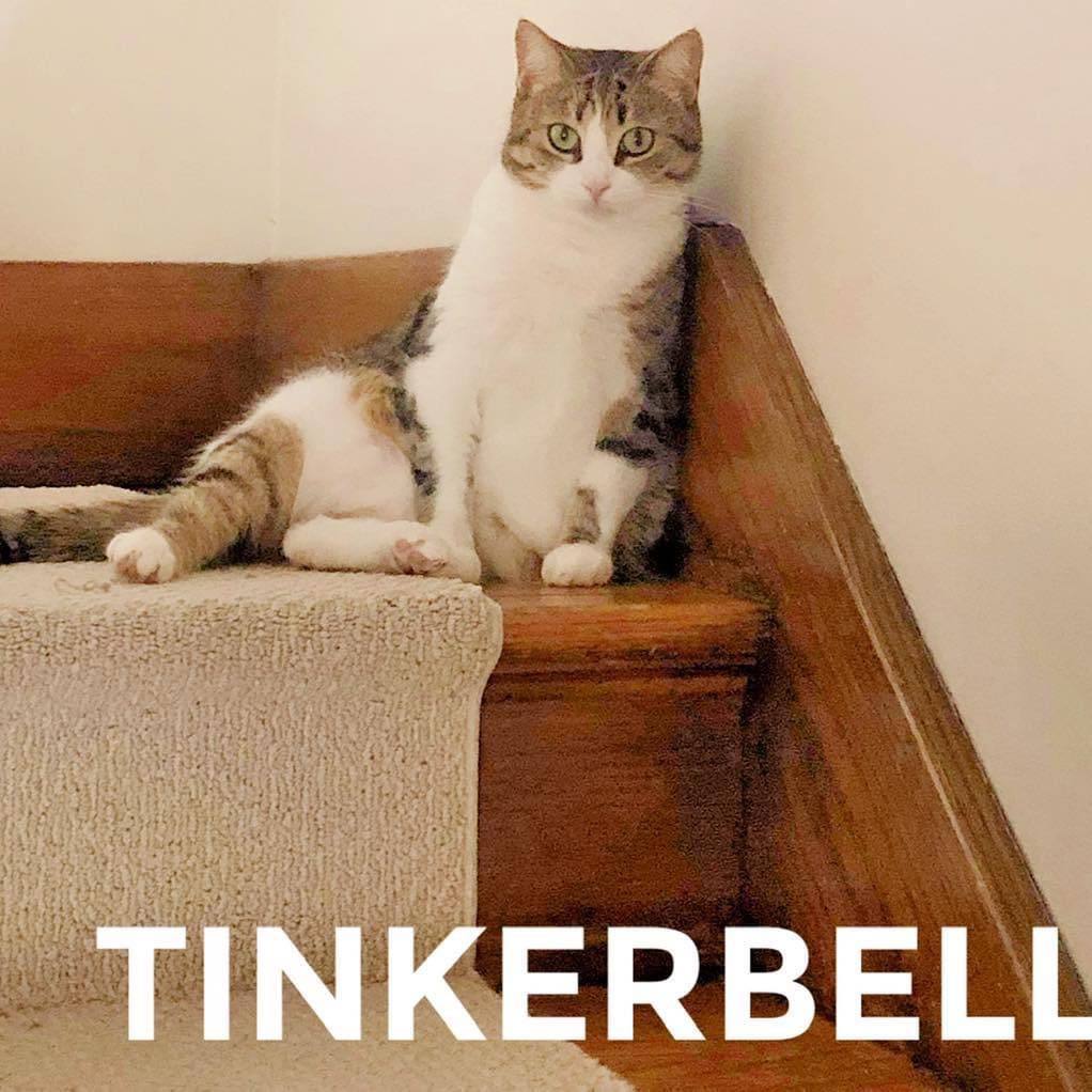 Enlarge Tinkerbell, a Adoptable Domestic Short Hair in Chatham, ON image 8/8