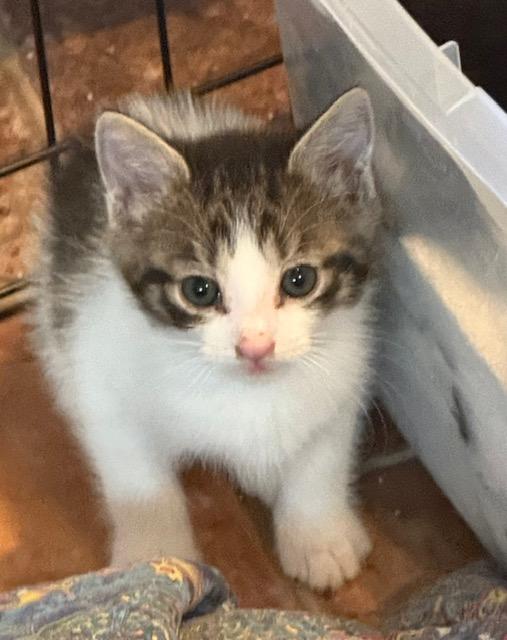 Sasha, Adopted, Kitten Female Tabby.