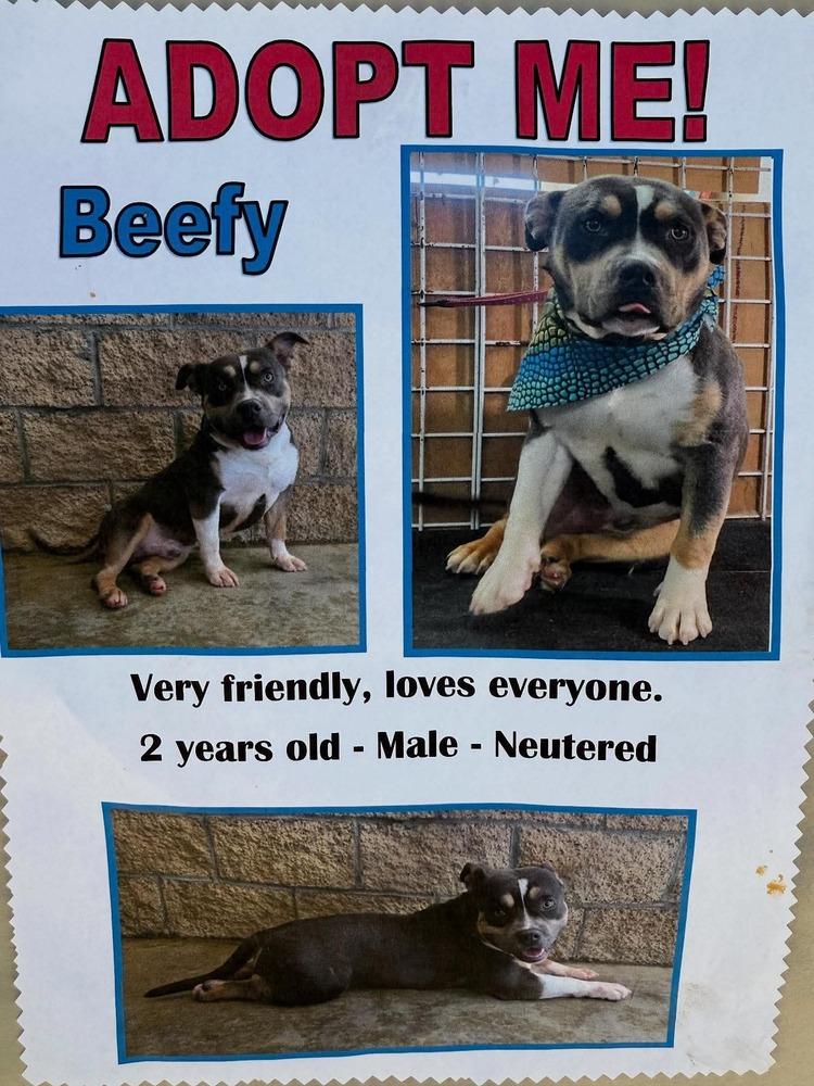 Beefy, Adoptable, Young Male American Bully.
