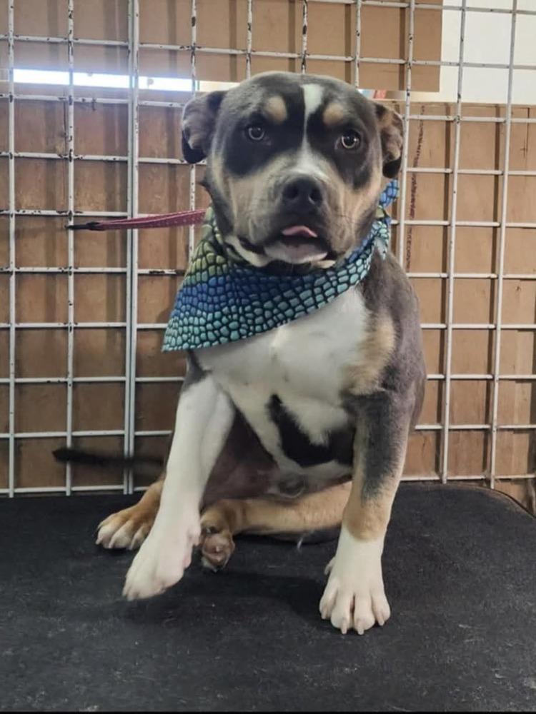 Beefy, Adoptable, Young Male American Bully.