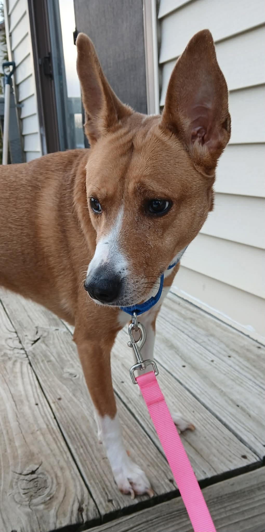 Enlarge Ruby, a ADOPTABLE mixed breed in Highland, NY image 1/2