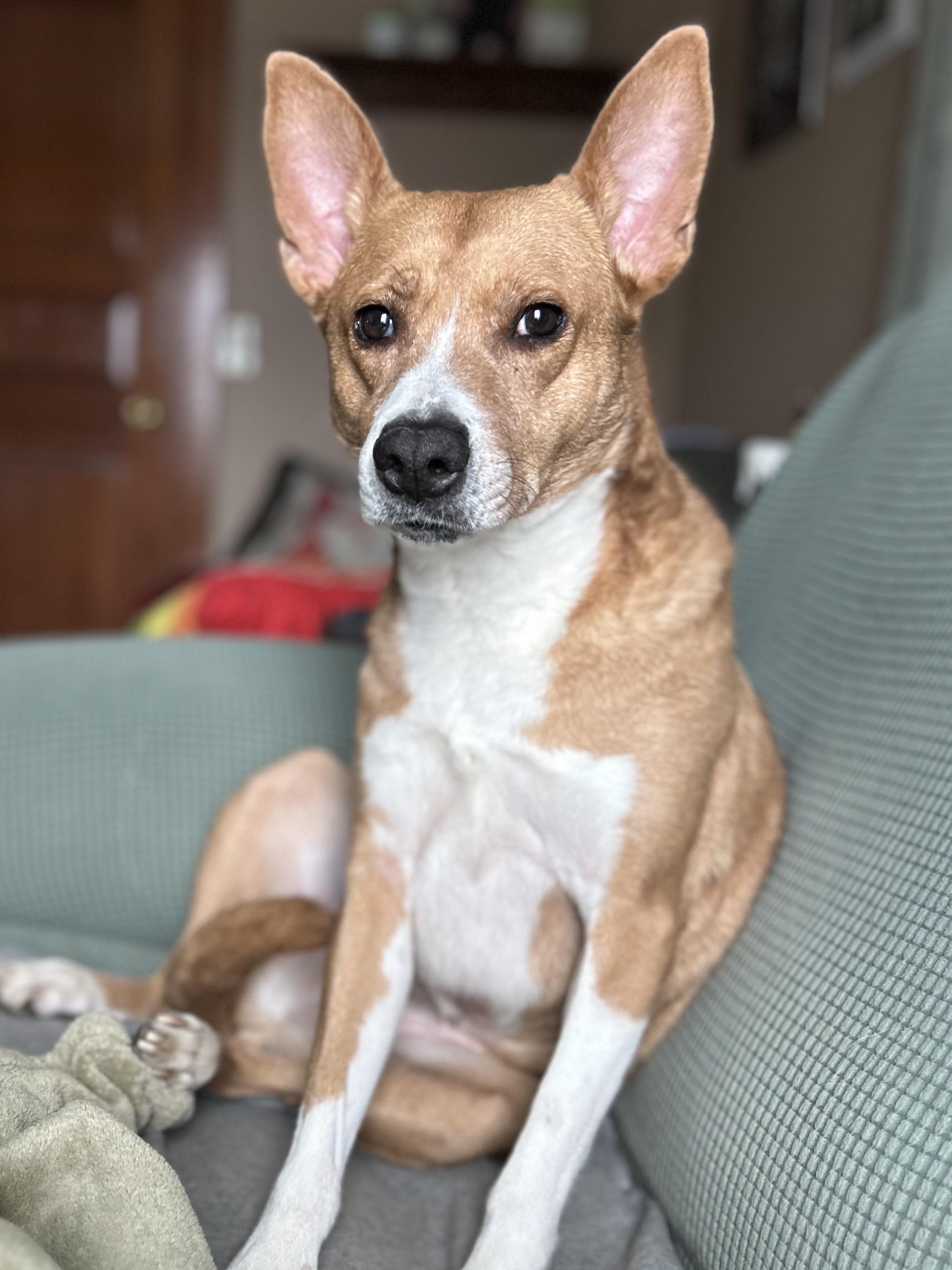 Enlarge Ruby, an adopted mixed breed in Highland, NY image 1/6