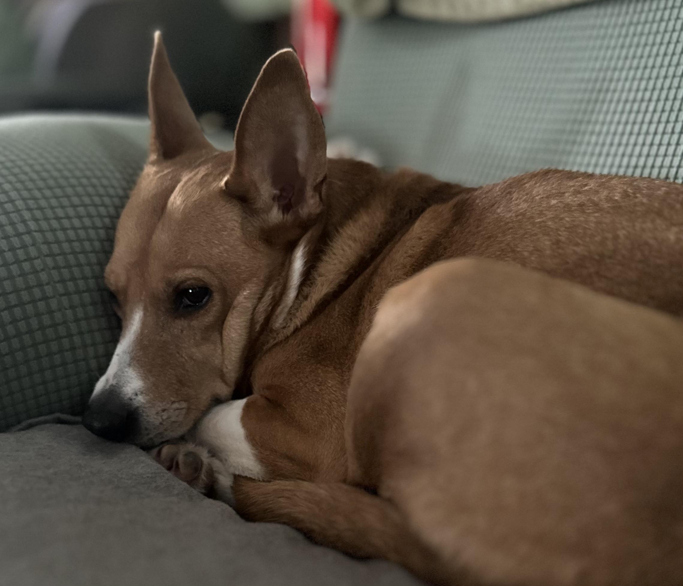 Enlarge Ruby, a ADOPTABLE mixed breed in Highland, NY image 6/6