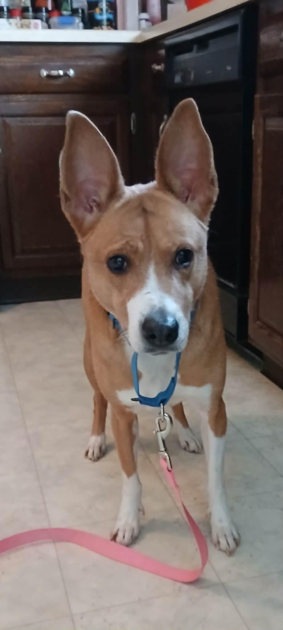 Enlarge Ruby, a ADOPTABLE mixed breed in Highland, NY image 2/2