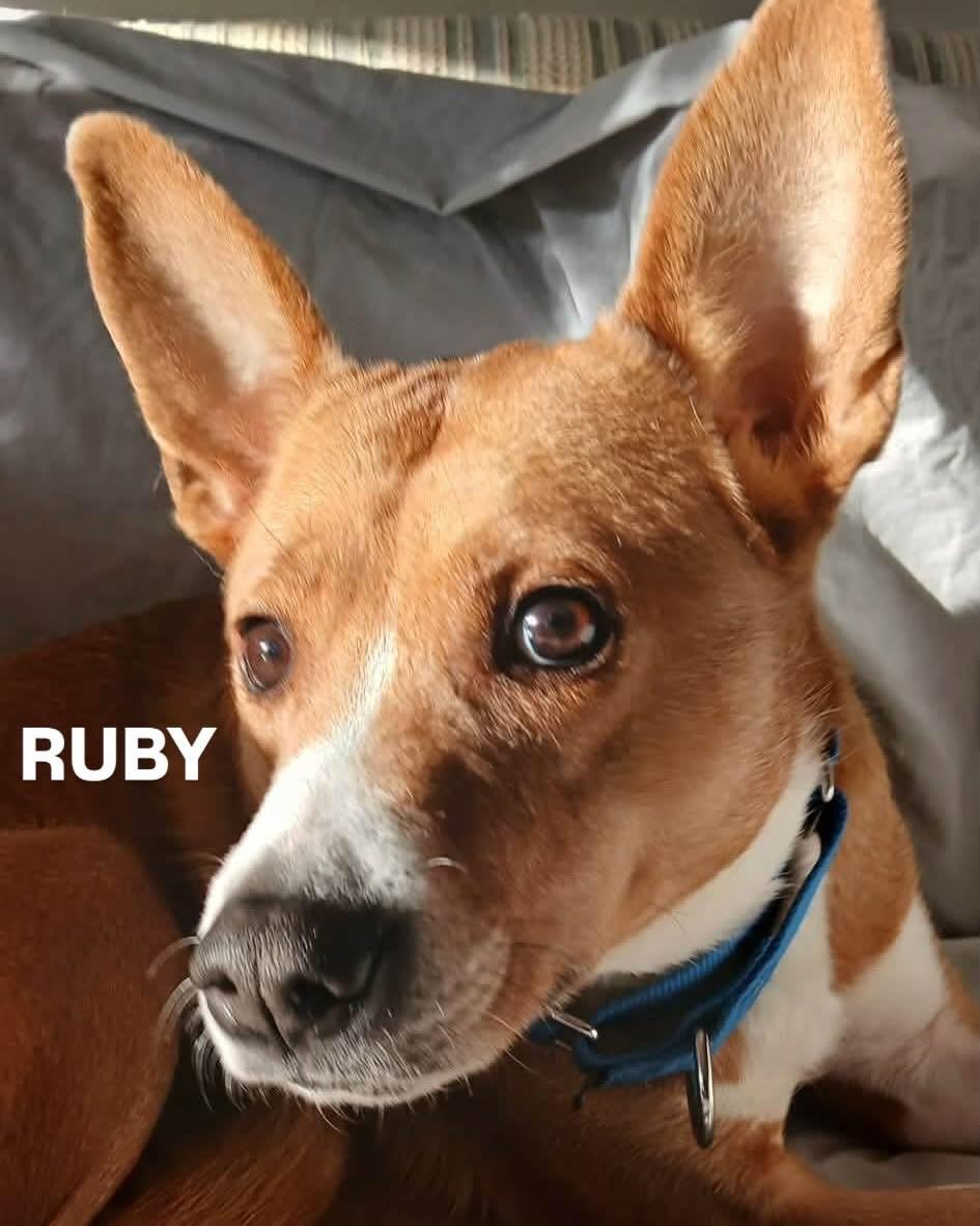 Enlarge Ruby, a ADOPTABLE mixed breed in Highland, NY image 2/6