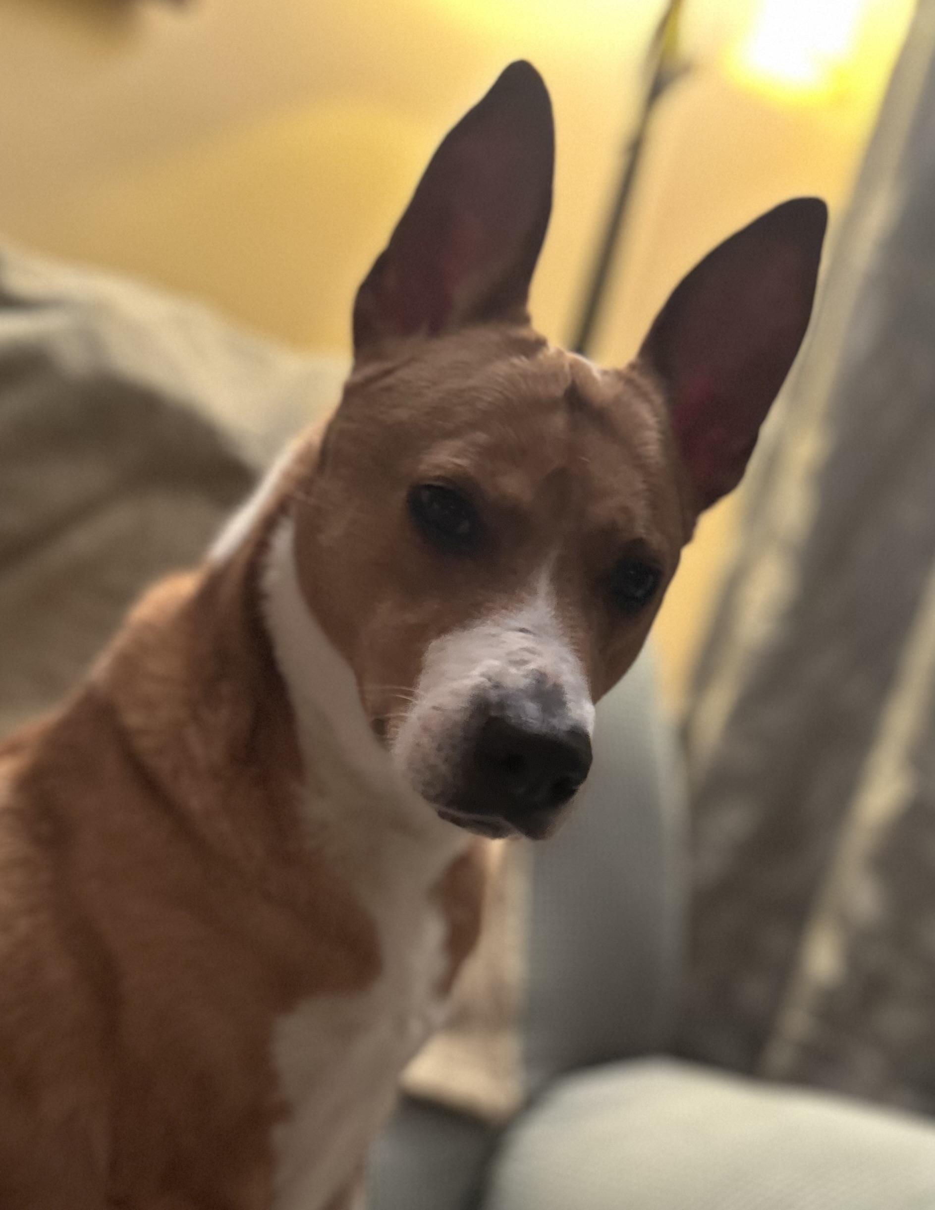 Enlarge Ruby, a ADOPTABLE mixed breed in Highland, NY image 1/6