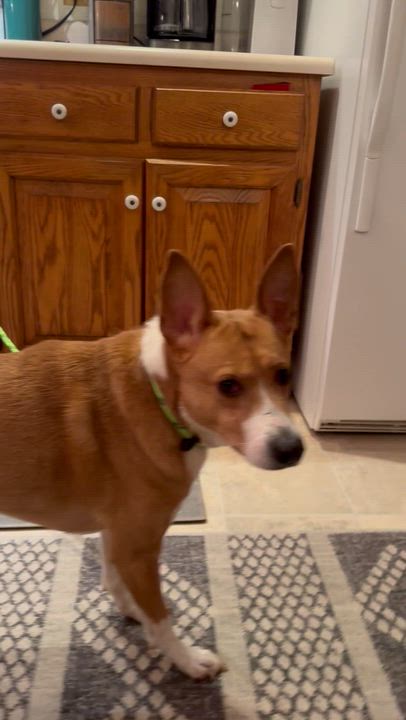 Enlarge Ruby, a ADOPTABLE mixed breed in Highland, NY video 5/6