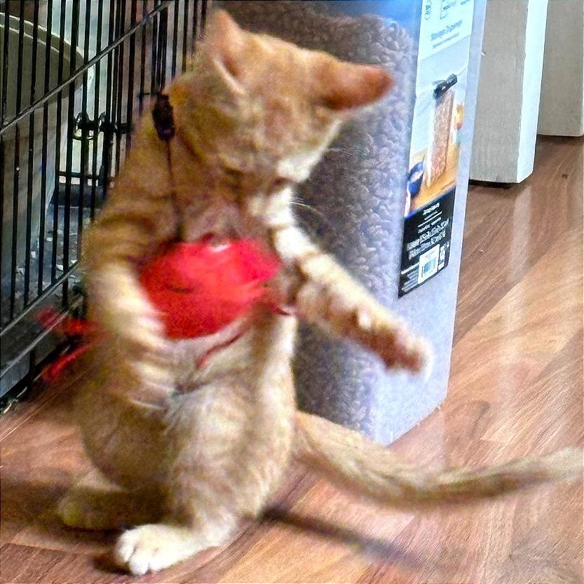 Rusty, Adoptable, Kitten Male Domestic Short Hair.