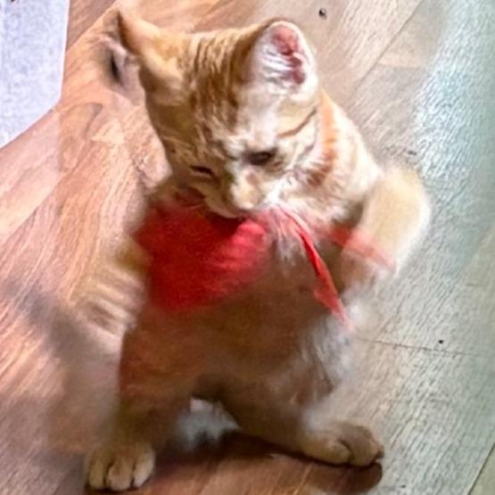 Rusty, a Adoptable Domestic Short Hair in Traverse City, MI image 2/6
