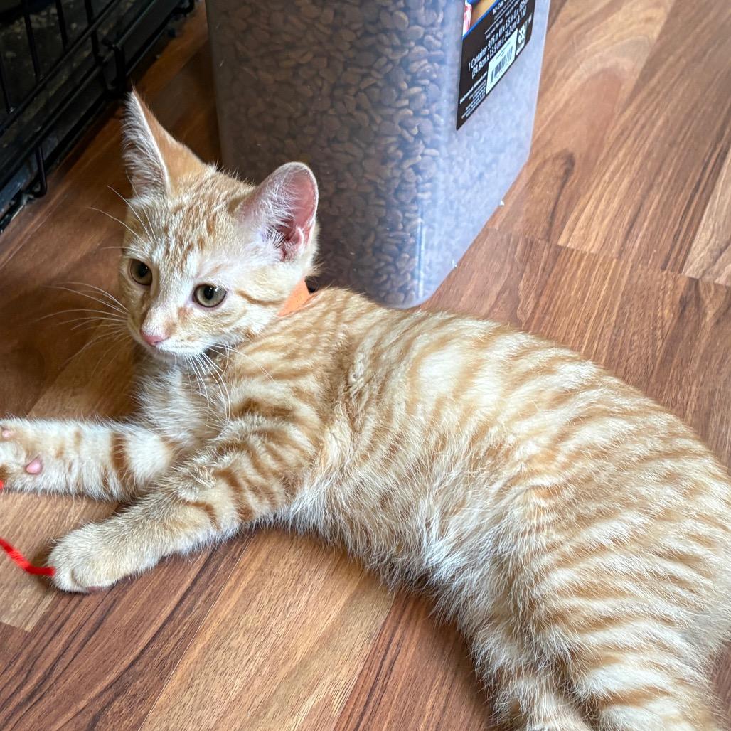 Rusty, a Adoptable Domestic Short Hair in Traverse City, MI image 3/6