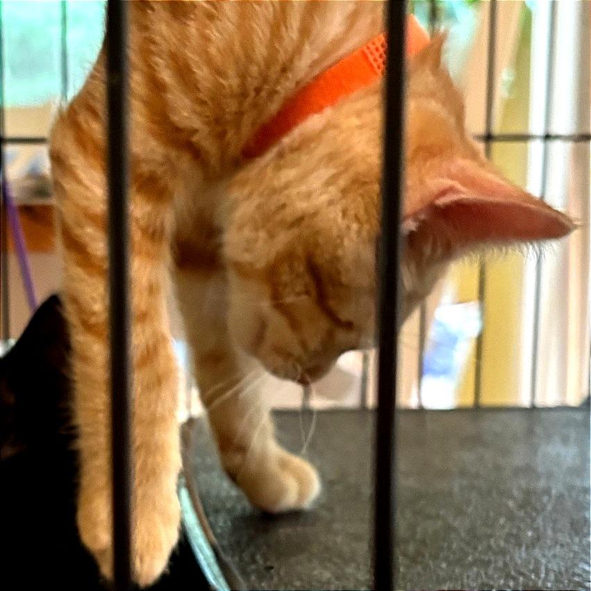 Rusty, a Adoptable Domestic Short Hair in Traverse City, MI image 4/6