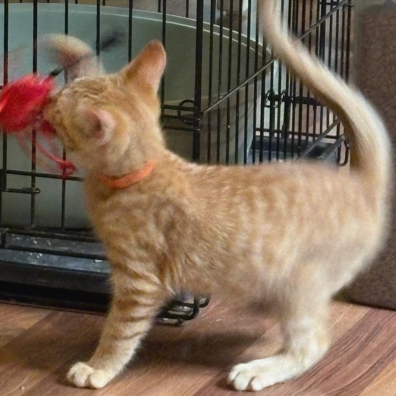 Rusty, a Adoptable Domestic Short Hair in Traverse City, MI image 5/6