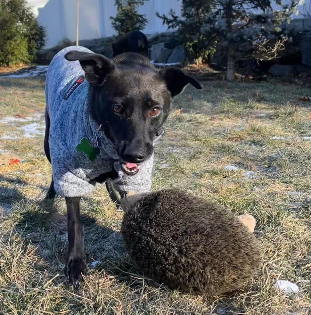 Enlarge Reina Paragould - LOCAL, a Adoptable mixed breed in Princeton, MA image 1/6