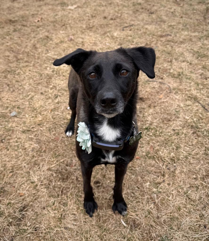 Enlarge Reina Paragould - LOCAL, a Adoptable mixed breed in Princeton, MA image 3/6