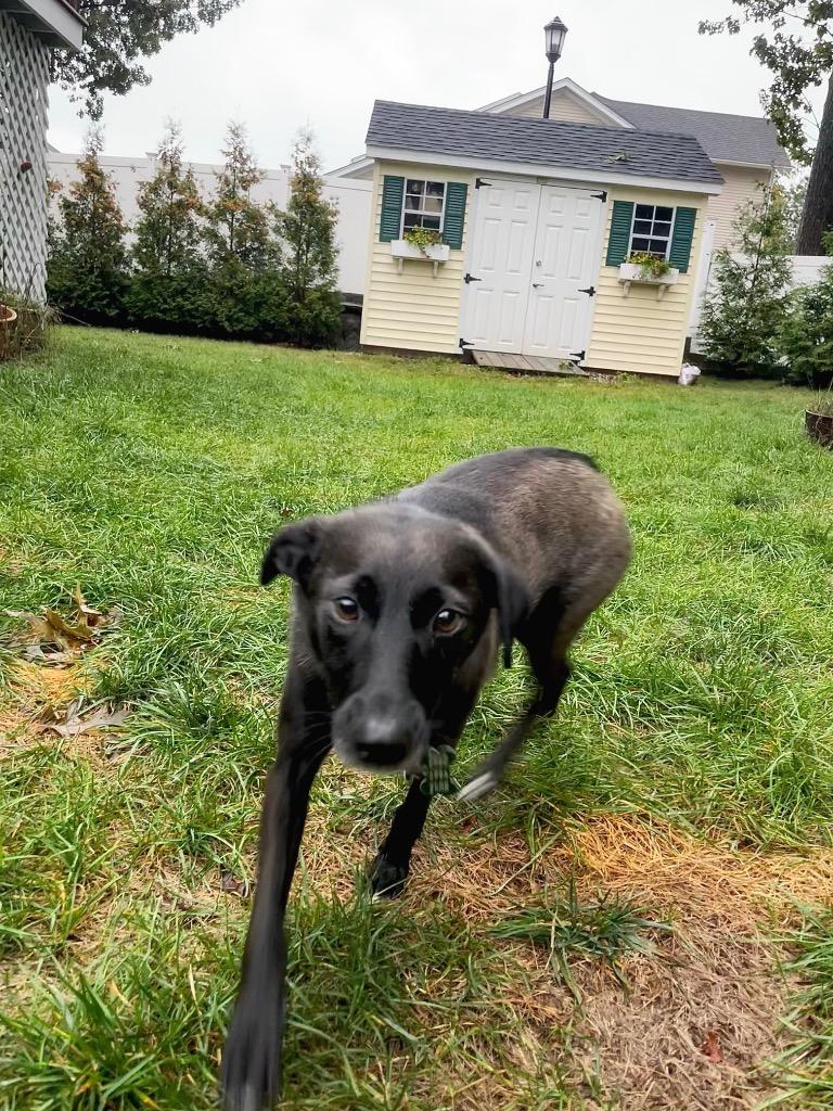 Reina Paragould - LOCAL, a Adoptable mixed breed in Princeton, MA image 3/6