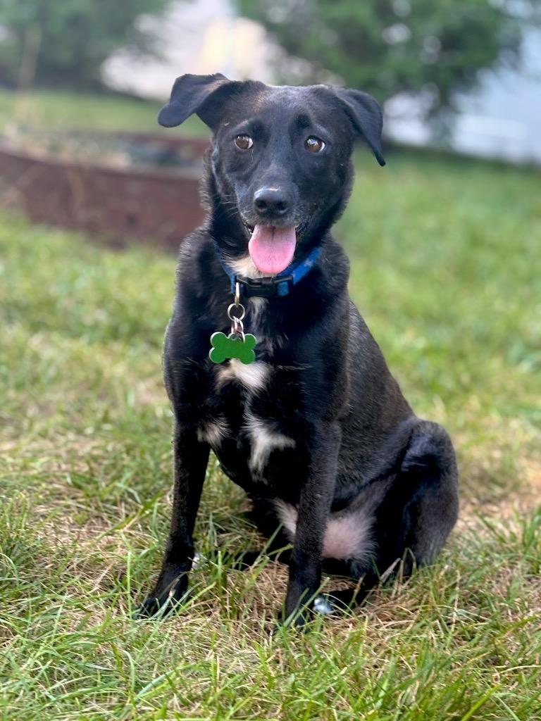 Reina Paragould - LOCAL, a Adoptable mixed breed in Princeton, MA image 4/6