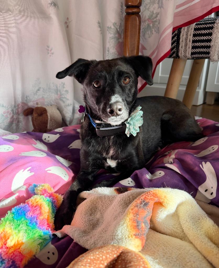 Enlarge Reina Paragould - LOCAL, a Adoptable mixed breed in Princeton, MA image 5/6