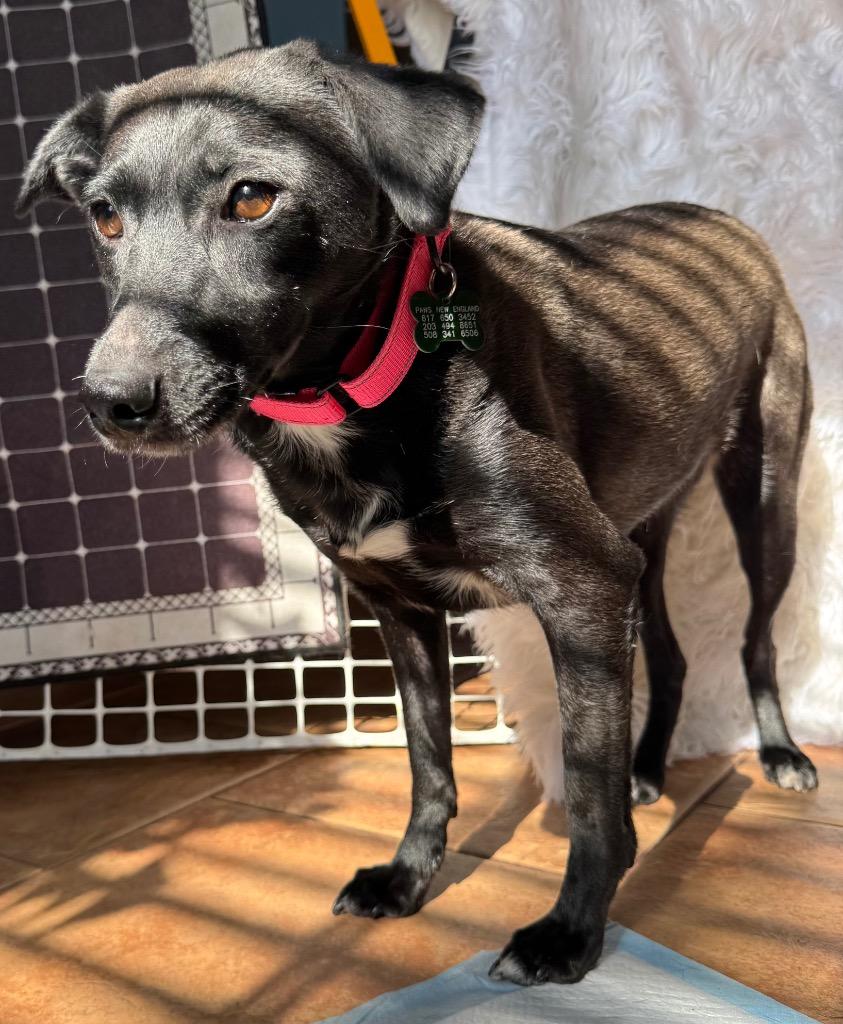 Reina Paragould - LOCAL, Adoptable, Adult Female Labrador Retriever & Shepherd.