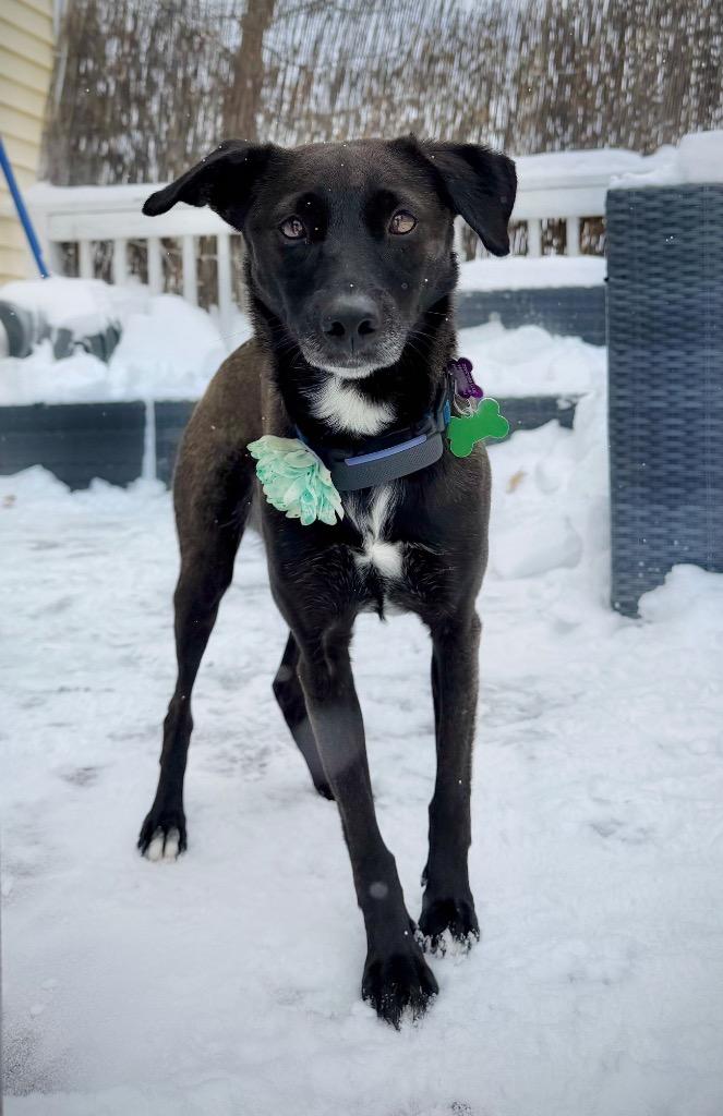Enlarge Reina Paragould - LOCAL, a Adoptable mixed breed in Princeton, MA image 6/6