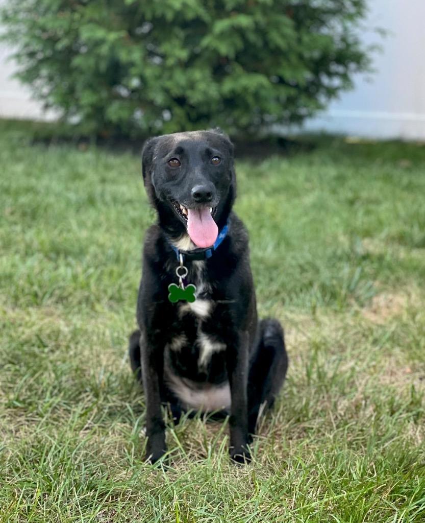 Enlarge Reina Paragould - LOCAL, a Adoptable mixed breed in Princeton, MA image 2/6