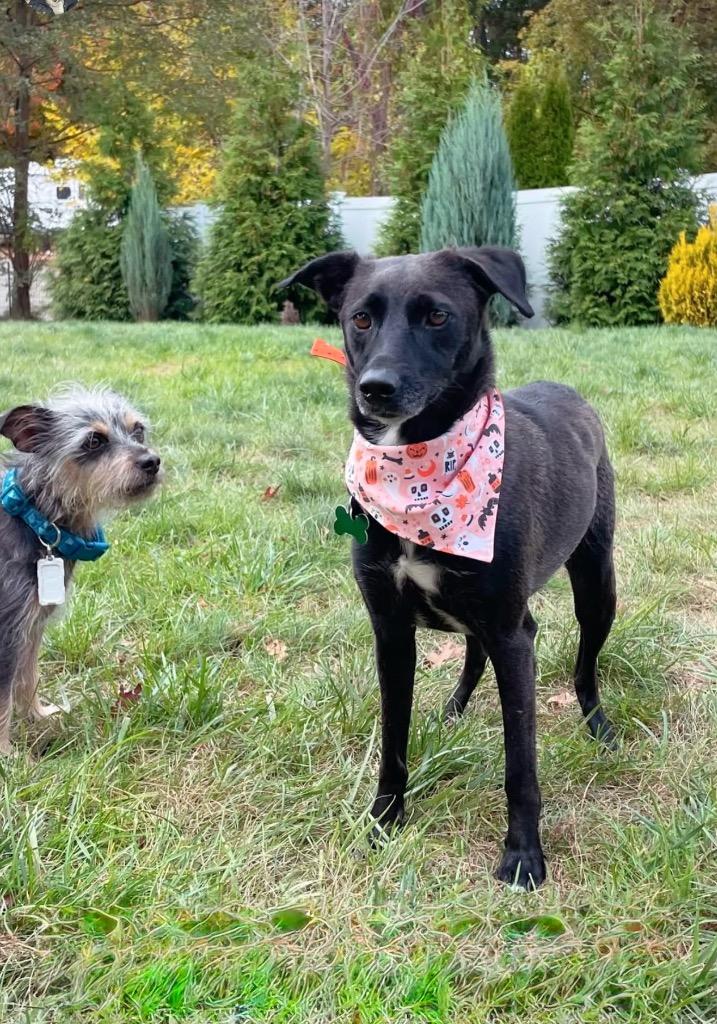 Reina Paragould - LOCAL, a Adoptable mixed breed in Princeton, MA image 5/6