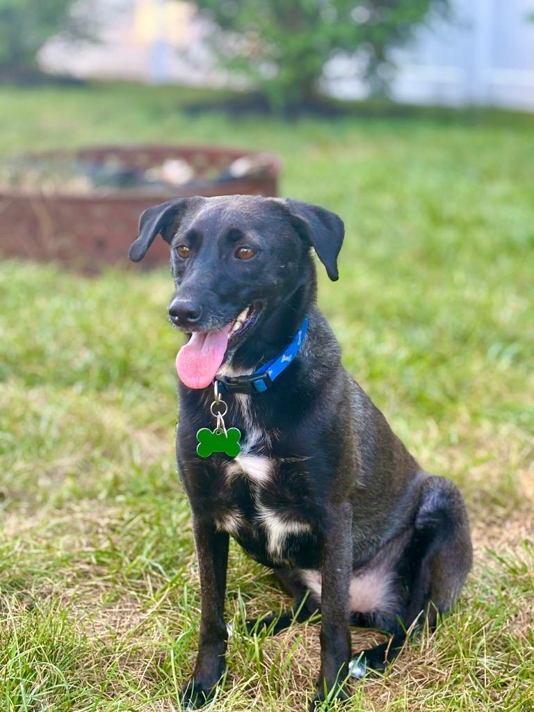 Reina Paragould - LOCAL, a Adoptable mixed breed in Princeton, MA image 6/6