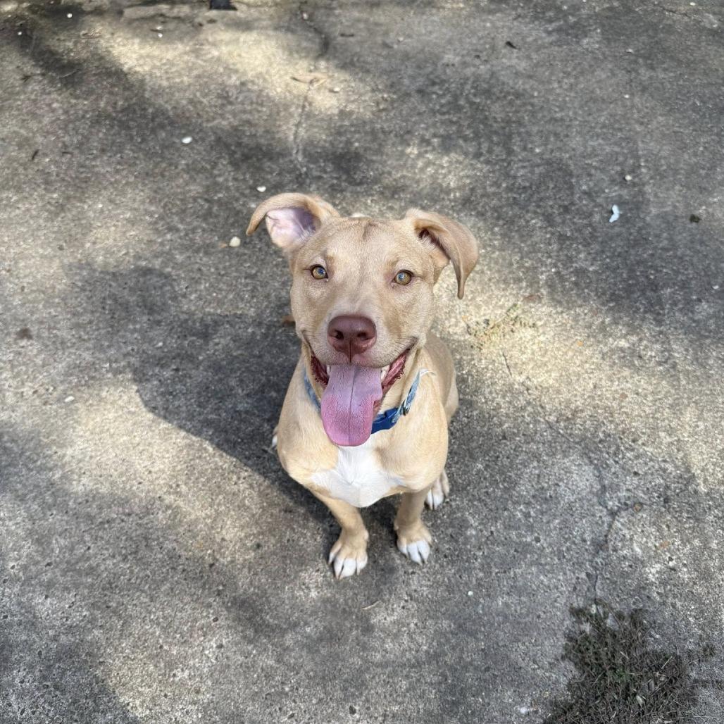 Ghost Pepper, a Adoptable Terrier image 1/3