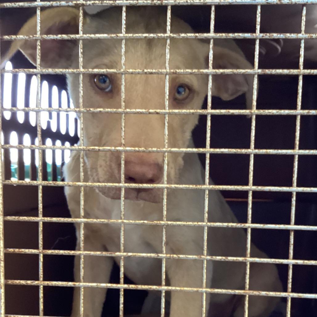 Ghost Pepper, a Adoptable Terrier image 2/3