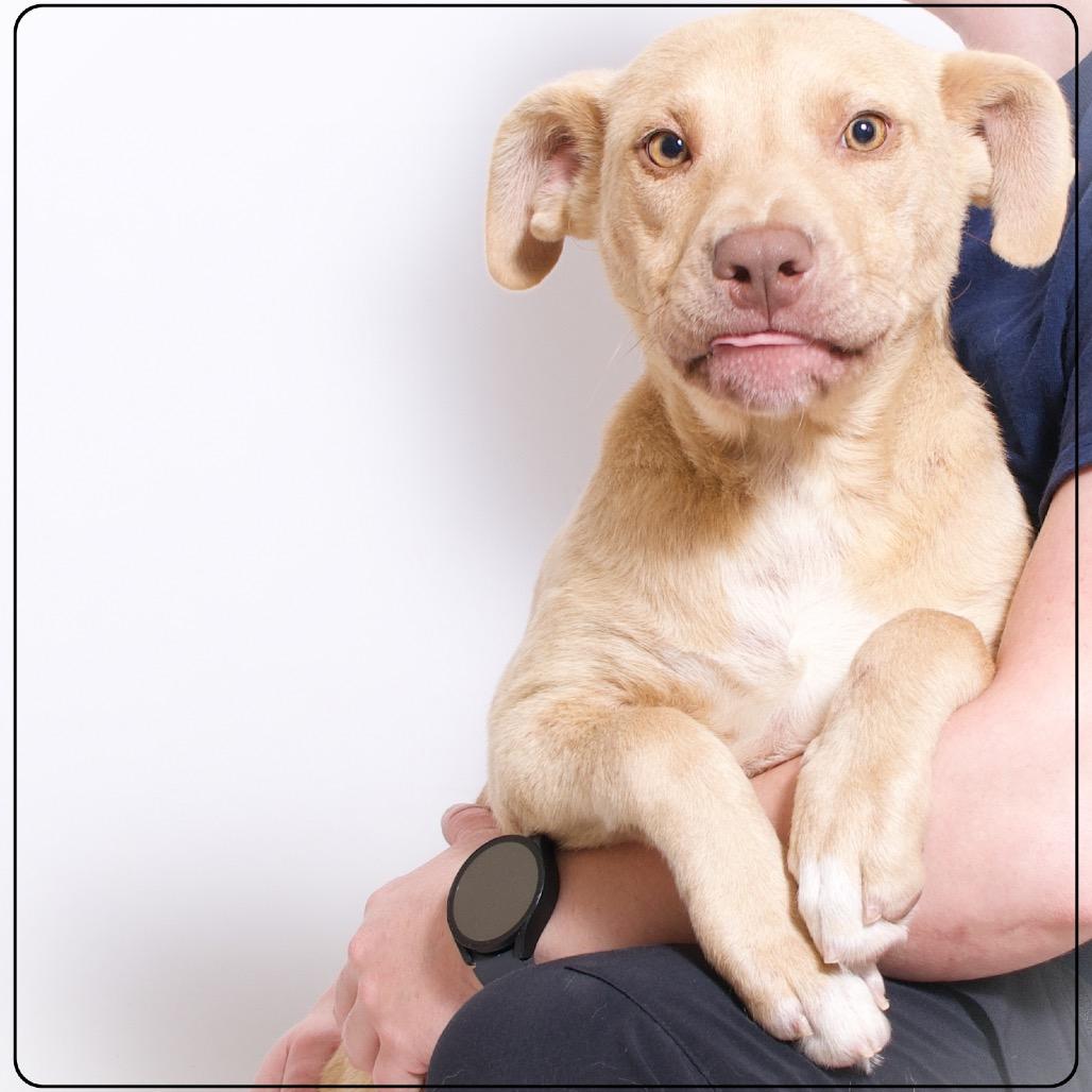 Ghost Pepper, a Adoptable Terrier image 3/3