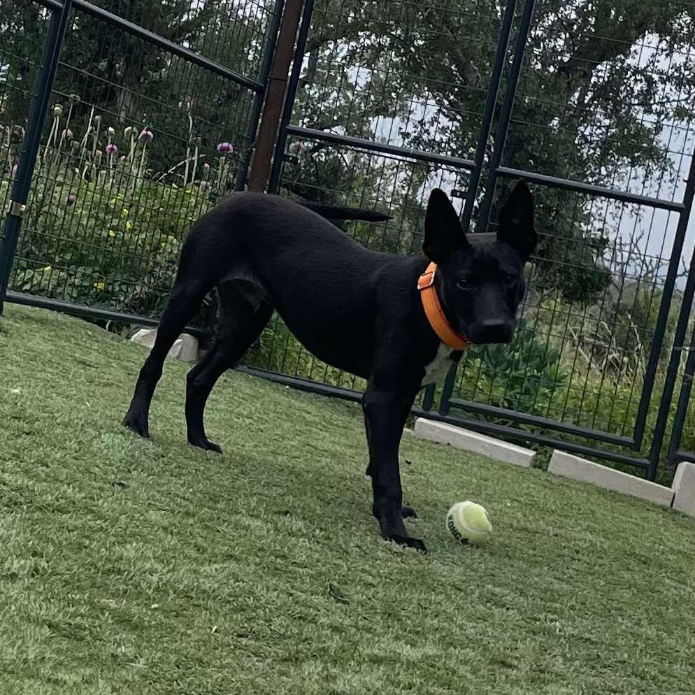 Danny, a Adoptable mixed breed in Buffalo, NY image 2/4