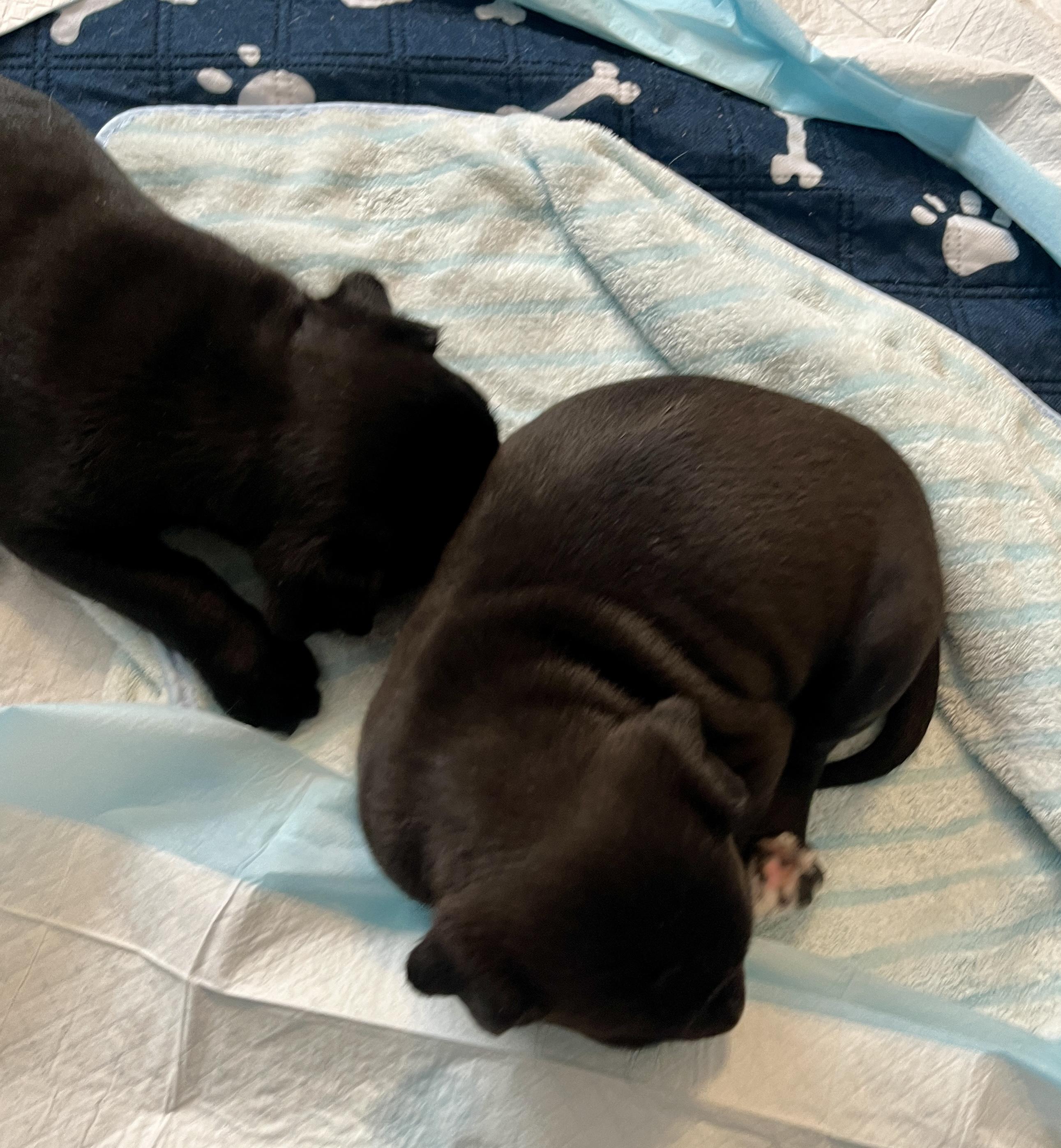 Delta pup Grizz, a Adoptable mixed breed in Jerome, ID image 1/6