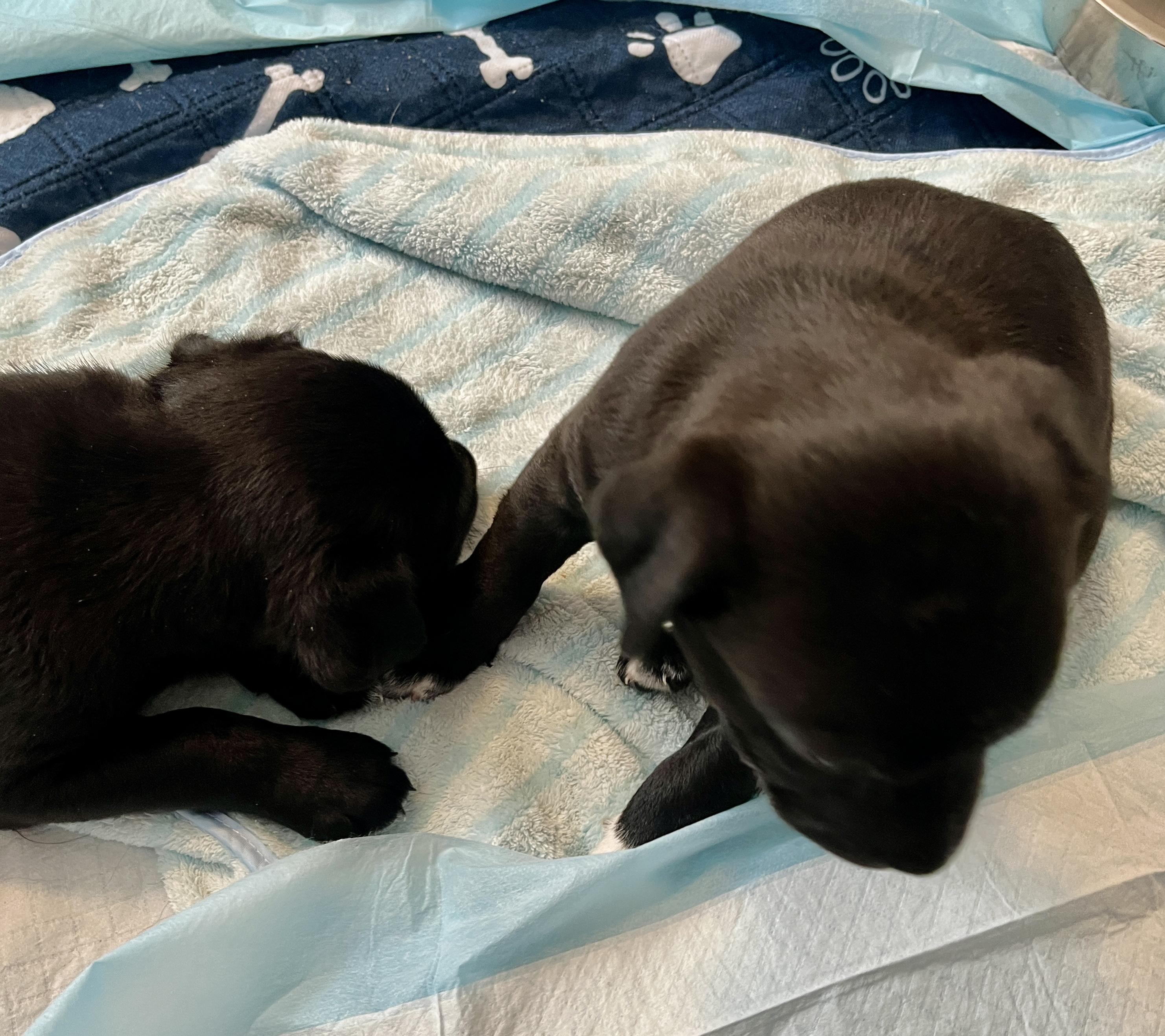 Delta pup Grizz, a Adoptable mixed breed in Jerome, ID image 2/6