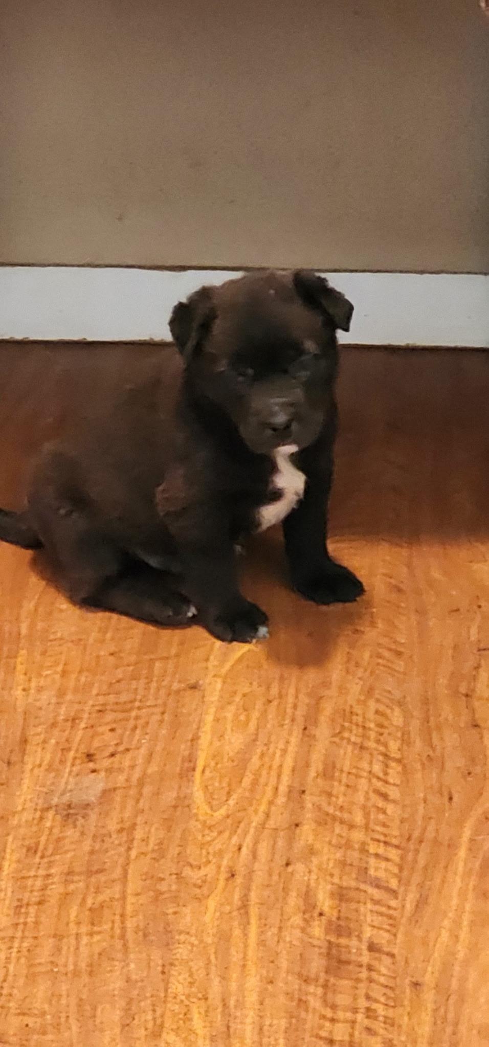 Delta pup Grizz, a Adoptable mixed breed in Jerome, ID image 3/6