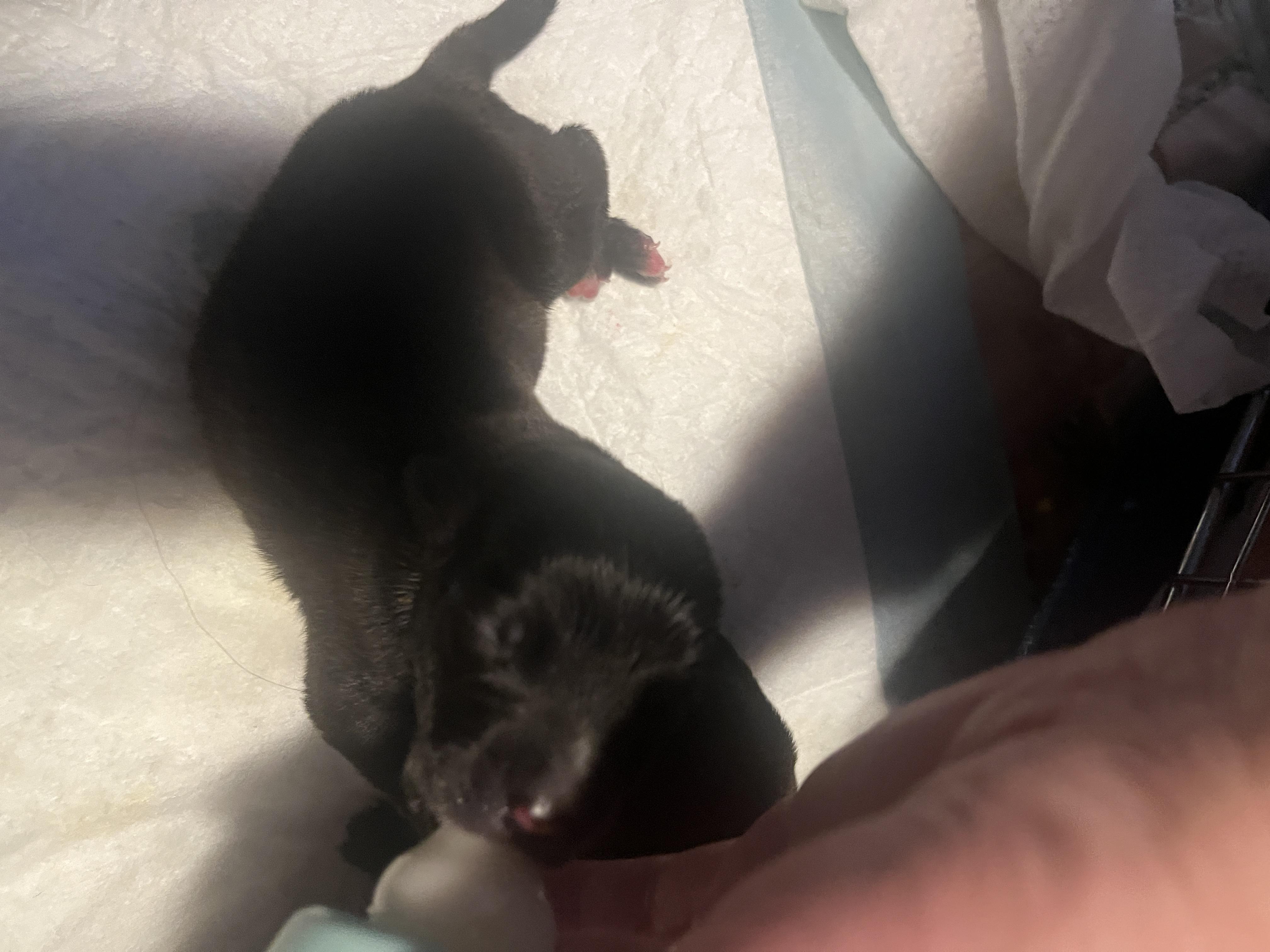 Delta pup 2, Adoptable, Puppy Male Pit Bull Terrier & Boxer.