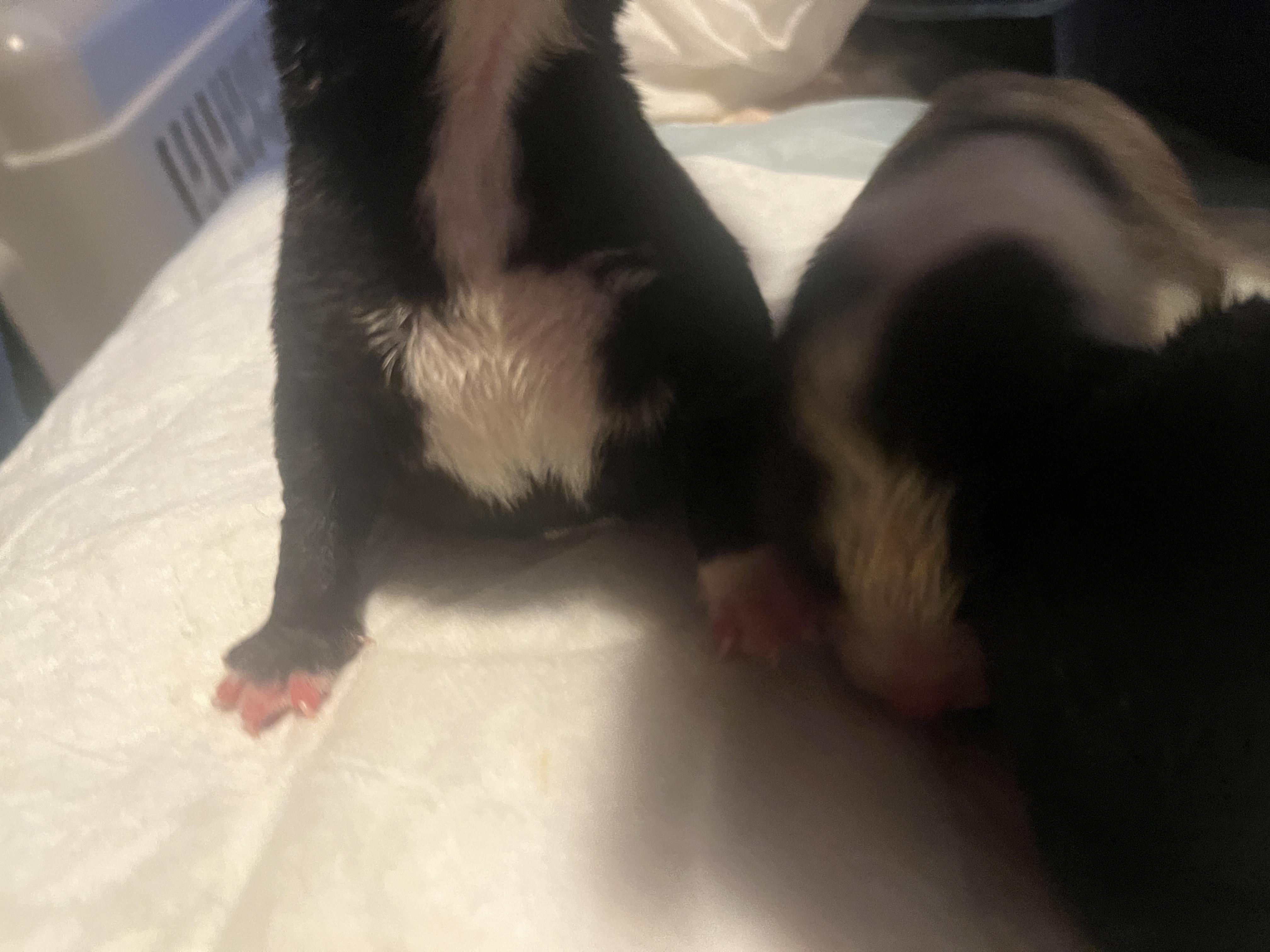 Delta pup Grizz, a Adoptable mixed breed in Jerome, ID image 5/6