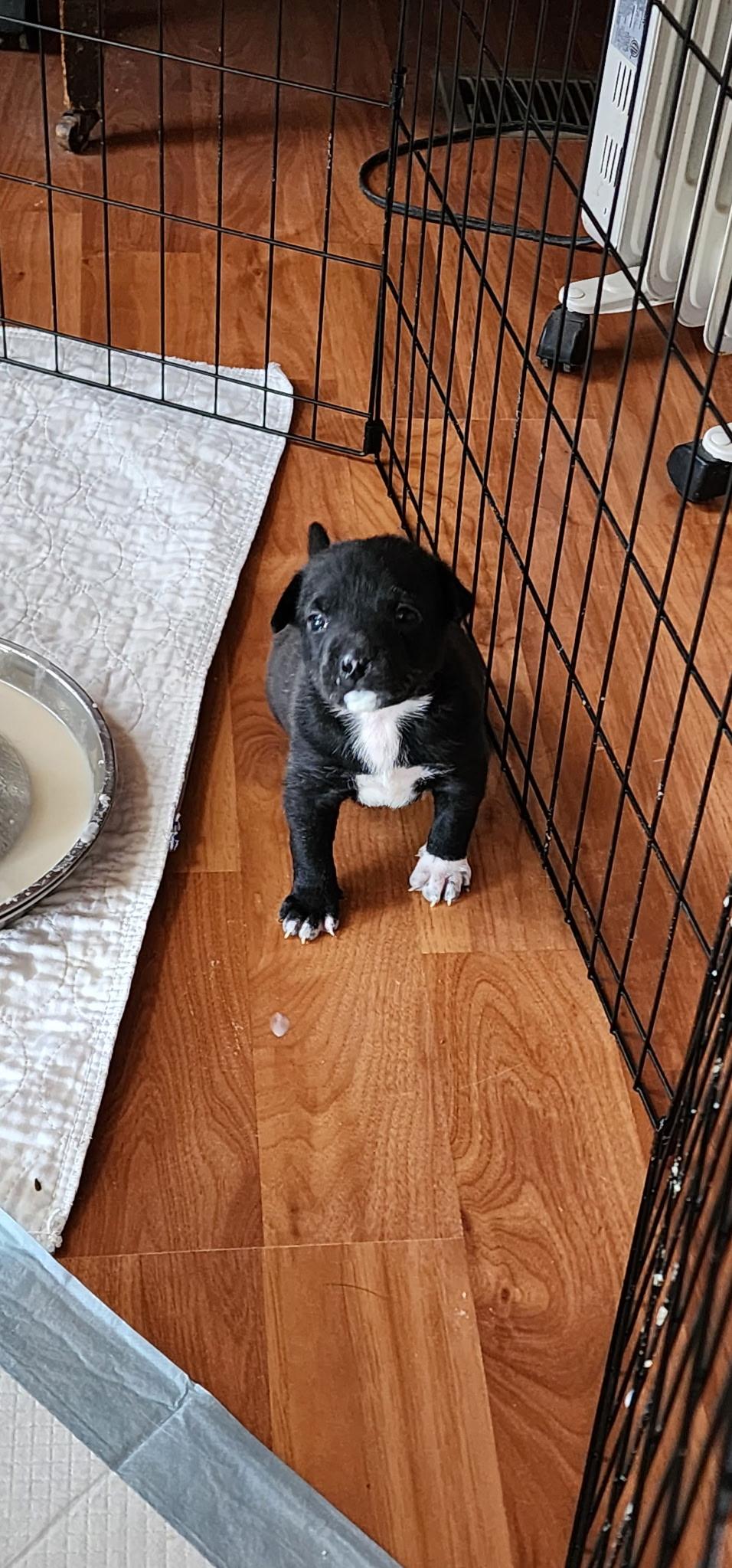 Delta pup Grizz, a Adoptable mixed breed in Jerome, ID image 6/6